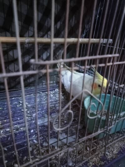 cream Cocktail red eyes  for sale