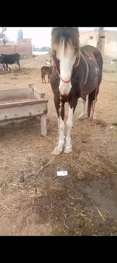 Beautiful pregnant 3 gohriya nukry gohry Sy crossing ki  video hy