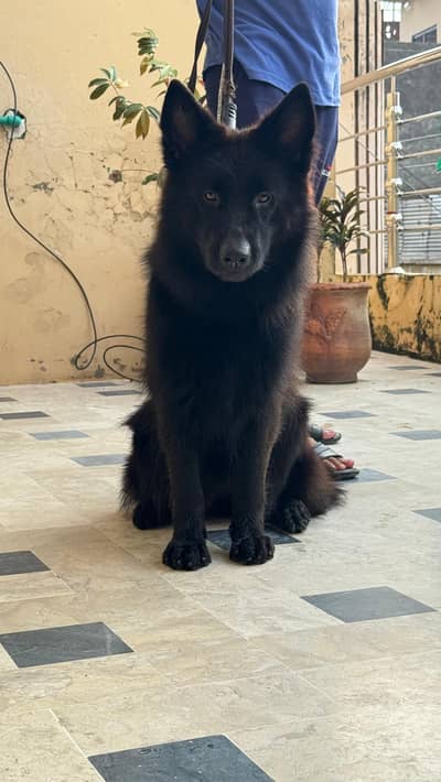 Black GERMAN SHEPHERD female available for sale
