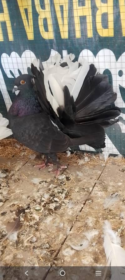 mashallha healthy active 03095227759