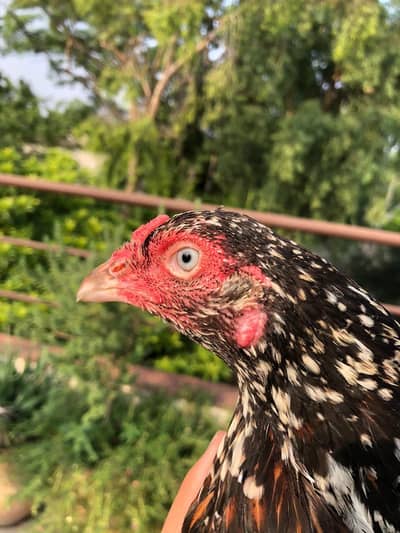 2 Female 3000 pr +923036807030