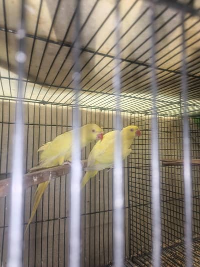 yellow ringnack parrot red eyes