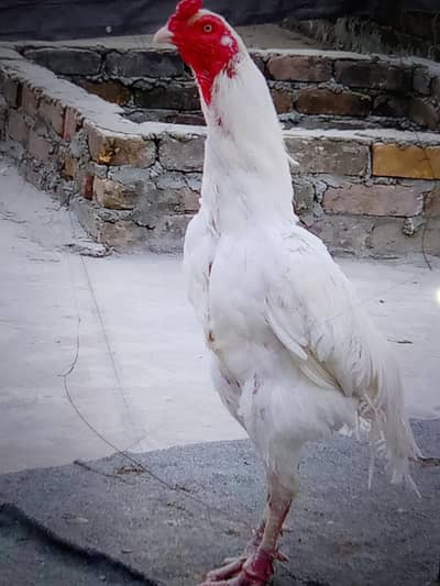 high quality white heera aseel pair for sale hai