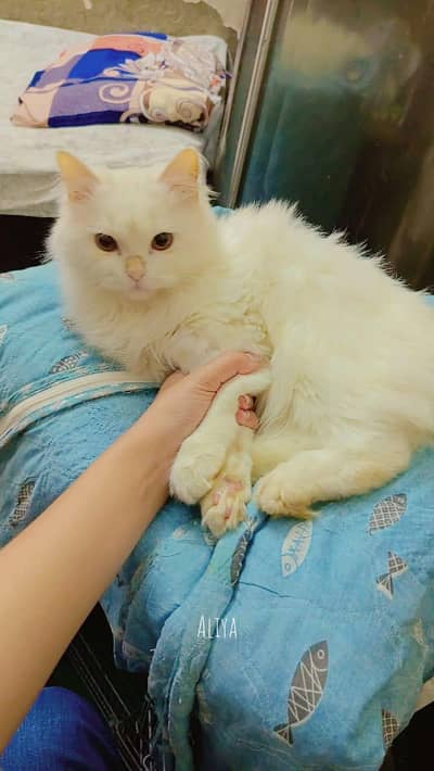 White Pursian Cat with accessories