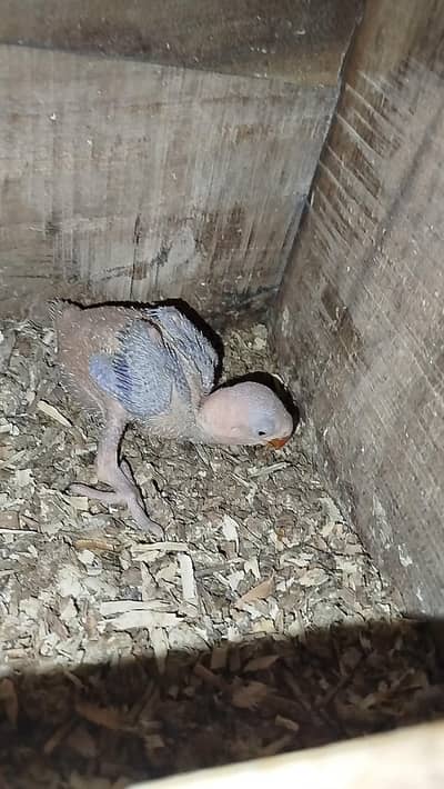 Raw chick. Pahadi Chick. Alexander Raw