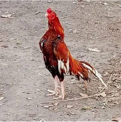 Aseel Murga for Sale