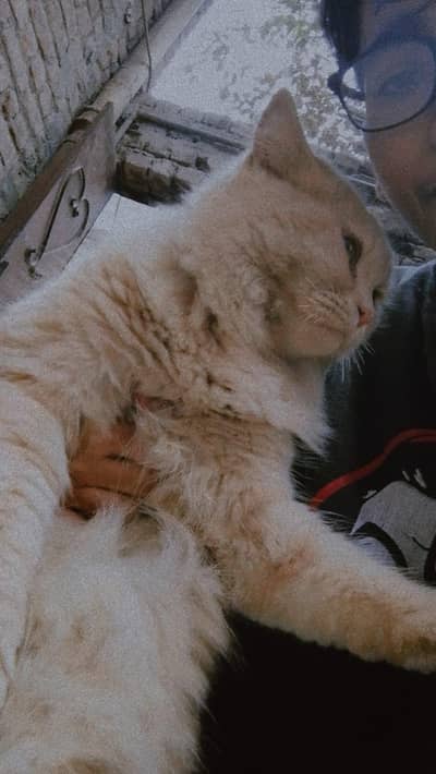 Male persian Cat