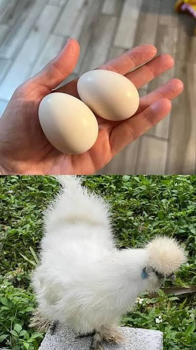 White Silkie Chicks and Eggs