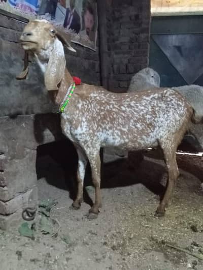 pure makhi chini bakri