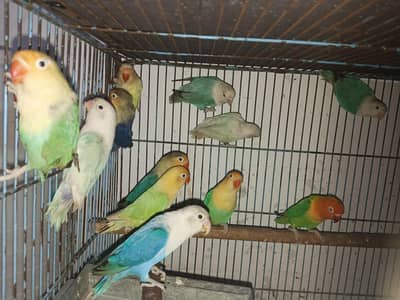 Palefellow and split palefellow for sale