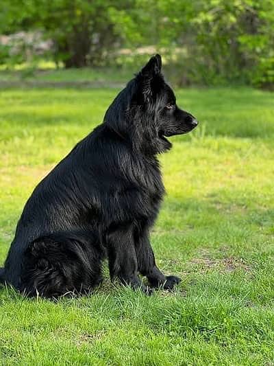 Black shepherd male available