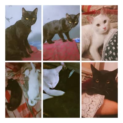CAT/CATS/ STRAY CATS IN PAKISTAN