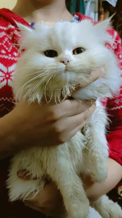 Persian extreme  punch face kitten