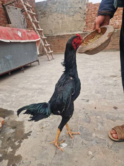 Japanese shamo aseel patha