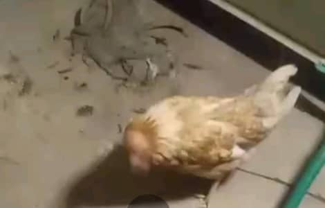 golden misri  hen healthy and active