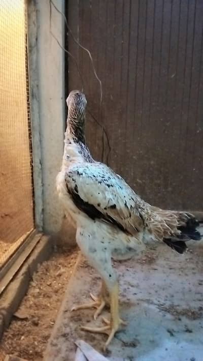 3 SHAMO MADIYA FOR FOR SALE