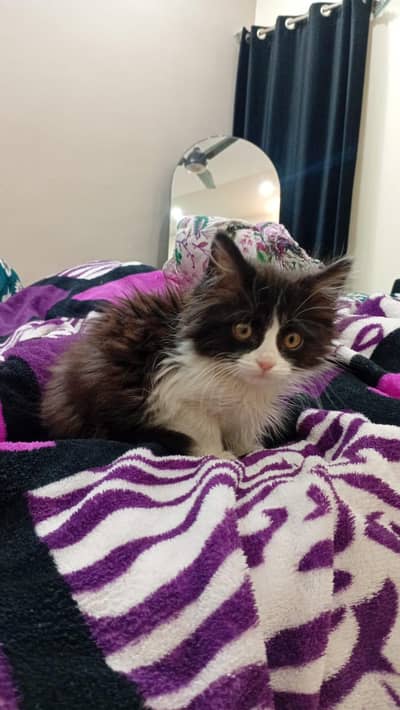 persian kitten black and white for sale