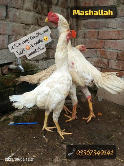 White Shamo fresh & Eggs available . . . . . . 03367349141