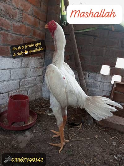 White Shamo fresh & fertile Eggs available . . . . . . 03367349141