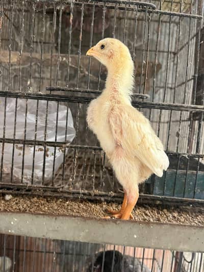 White Shamo fresh & fertile Eggs available . . . . . . 03367349141