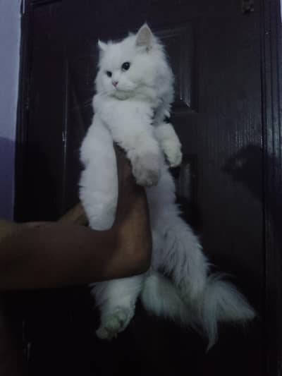 Persian male cat