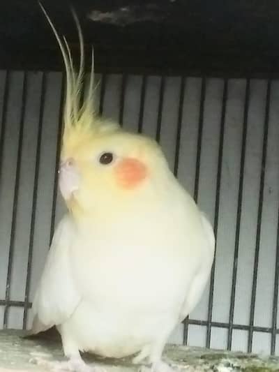 cocktail pathi for sale