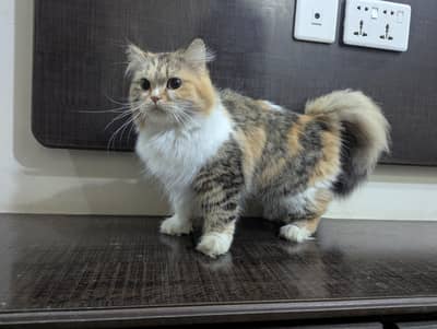 Persian cat 