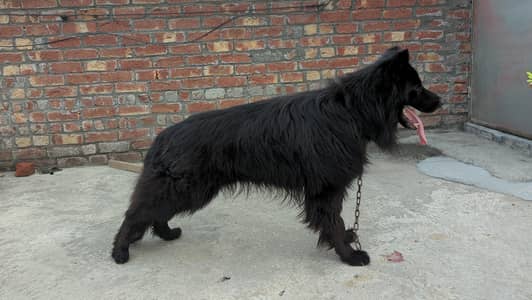 German shepherd Dog 14 month age vaccination complete  comfrom stud