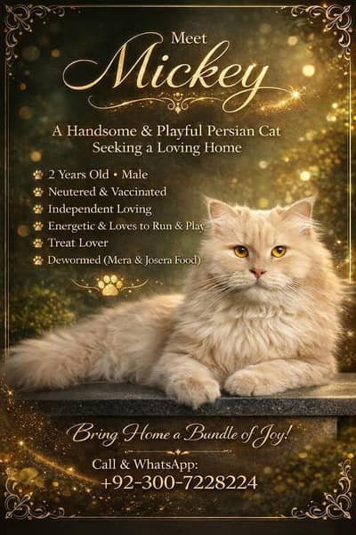 Male Persian Cat For Sale