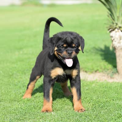 Rottweiler punch face puppy for sale