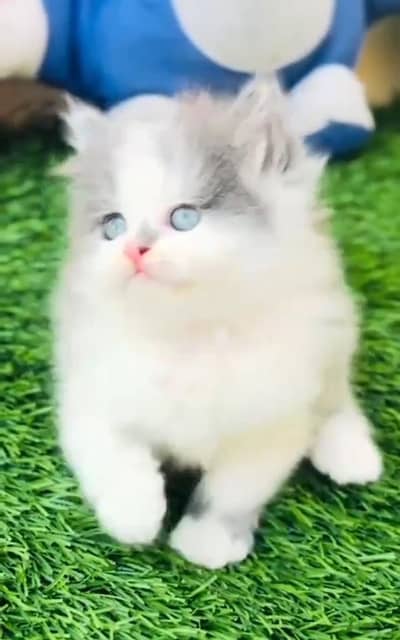 Persian cat kitten for sale. My WhatsApp 03472175246