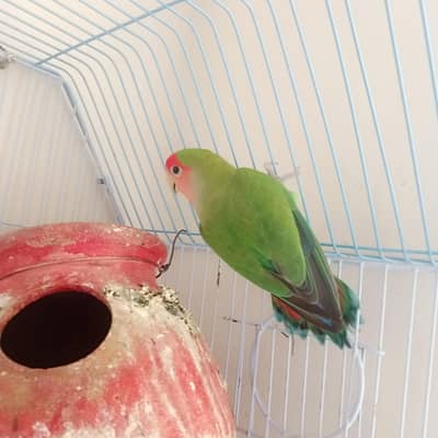 Breeder Male rosy face