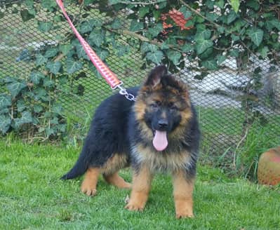 German shepherd | gsd | Puppy | Shepherd Dog | Puppies | Long Coat