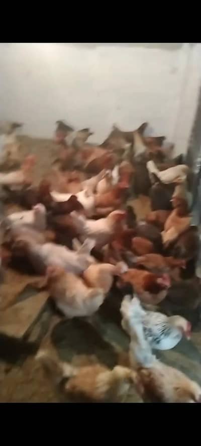 egg wali hen for sale