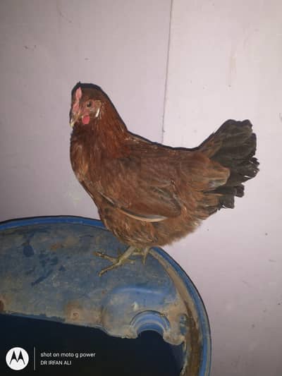 lohman brown2200 or misri murgi1800 egg layer