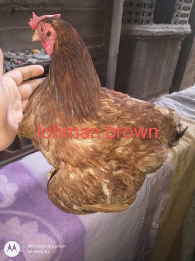 lohman brown2200 or misri murgi1800 egg layer
