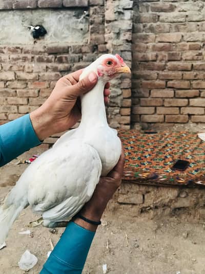 aseel hen sofa chonch