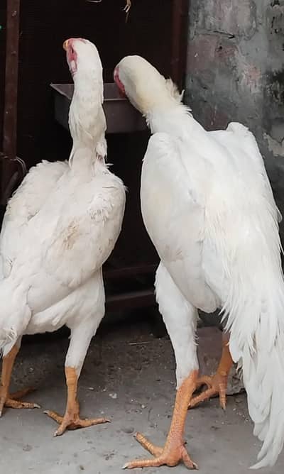 Aseel shamo | O shamo | white shamo | German shamo | Shamo For Sale