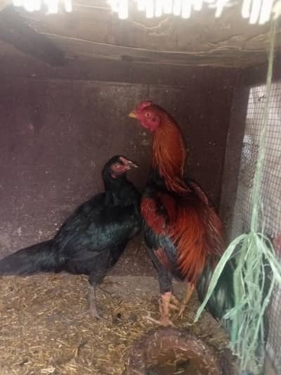 lakha male or Thai female