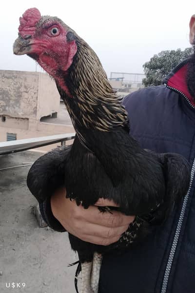 High Quality Aseel Murga