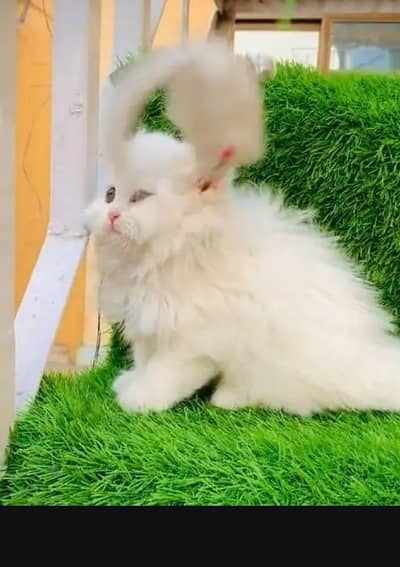 Persian female kitten for sale 0320-82-95-997 Whatsapp number