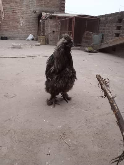 Fancy Murga for sale