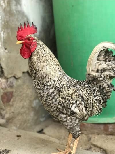 Plymouth  American bread for sell 1 male 4 females