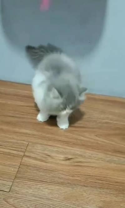 Quality Persian Punch Face Cats & Kittens 03094016734 WhatsApp