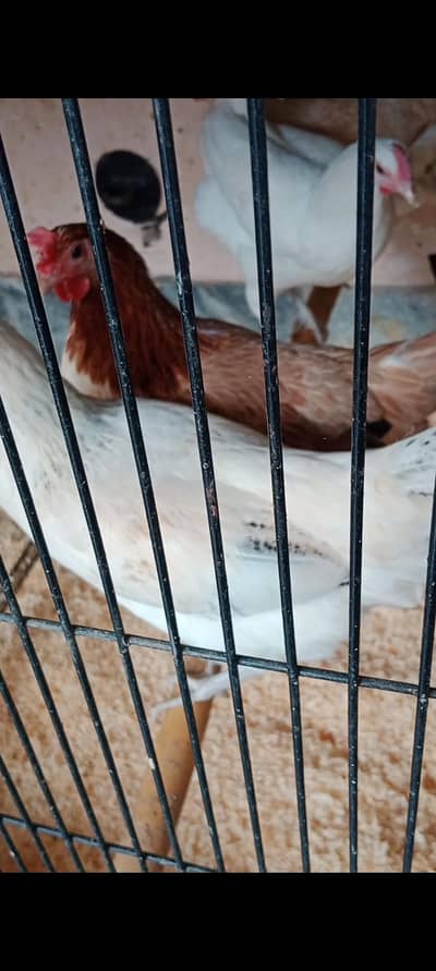 golden Misri hens healthy and active