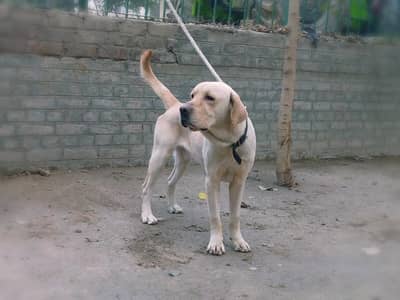 Labrador American male