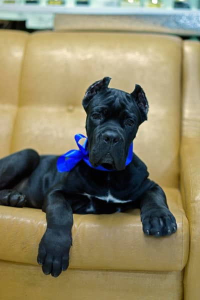 Cane Corso Puppy | cane corso Dog | Puppies | Imported Breed