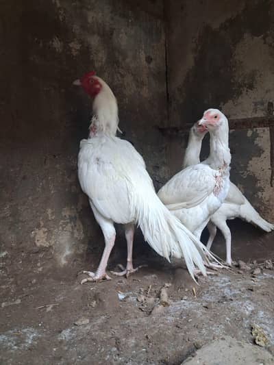 Aseel heera mianwali  trio