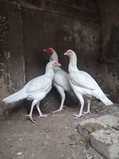 Aseel heera mianwali madi