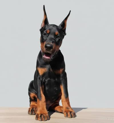 American Doberman Puppy | Cropped ears Dog | Puppies For sale